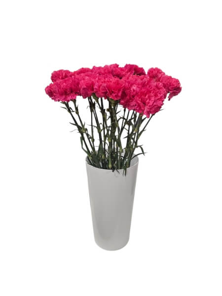 Carnation dark pink