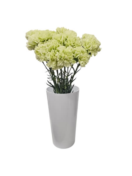Carnation green