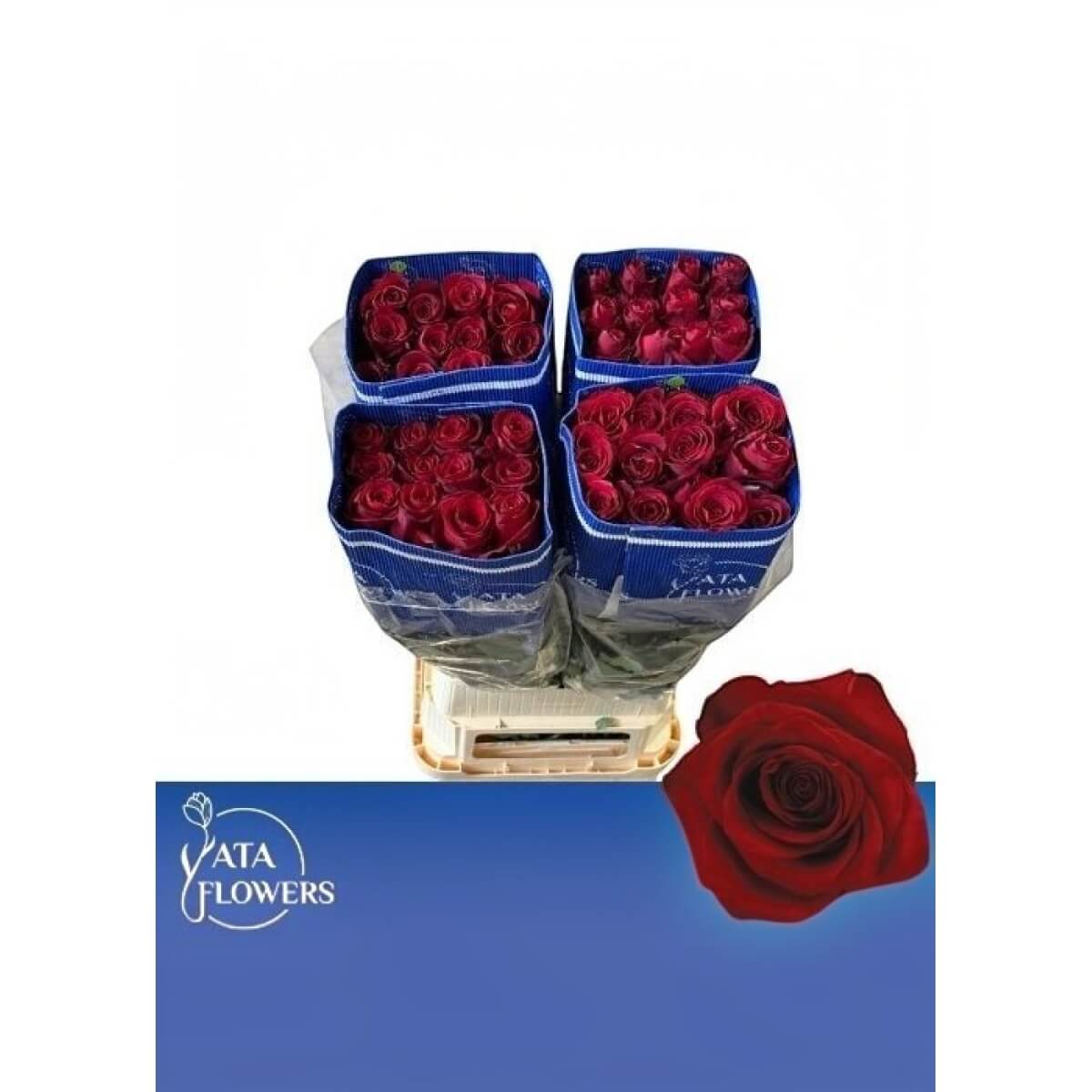 Rosa Explorer (ecvador) 60 cm
