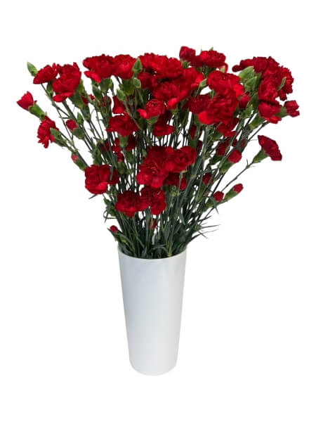 Кобар гвоздика красная