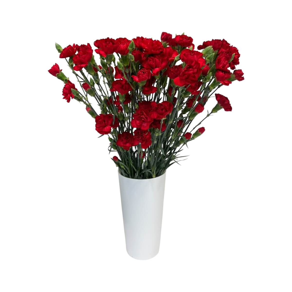 Carnation spray red