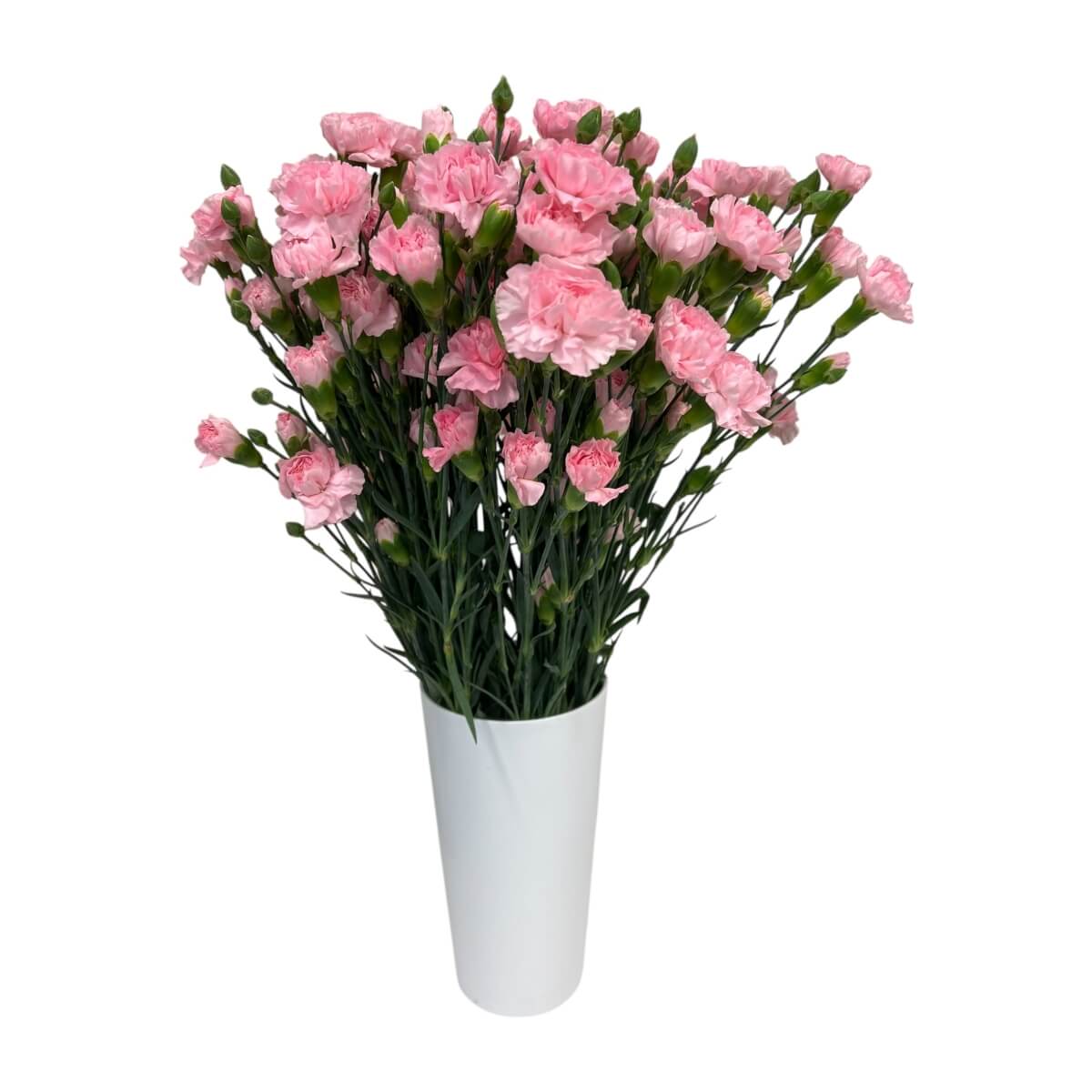 Kobarnelk rose "KN-3"