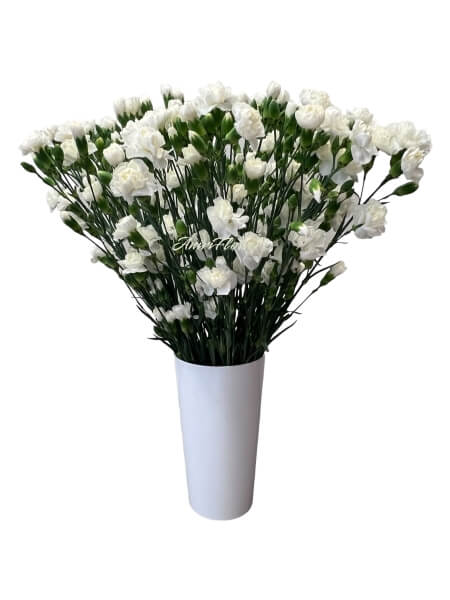 Гвоздика кустовая "KN-4"