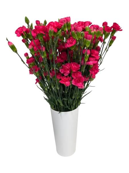 Гвоздика кустовая темно розовая