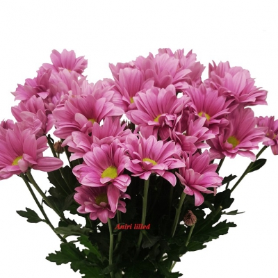 Krüsanteemi oks lilla "L-8"