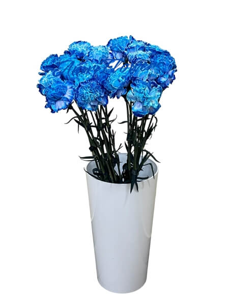 Dianthus blue