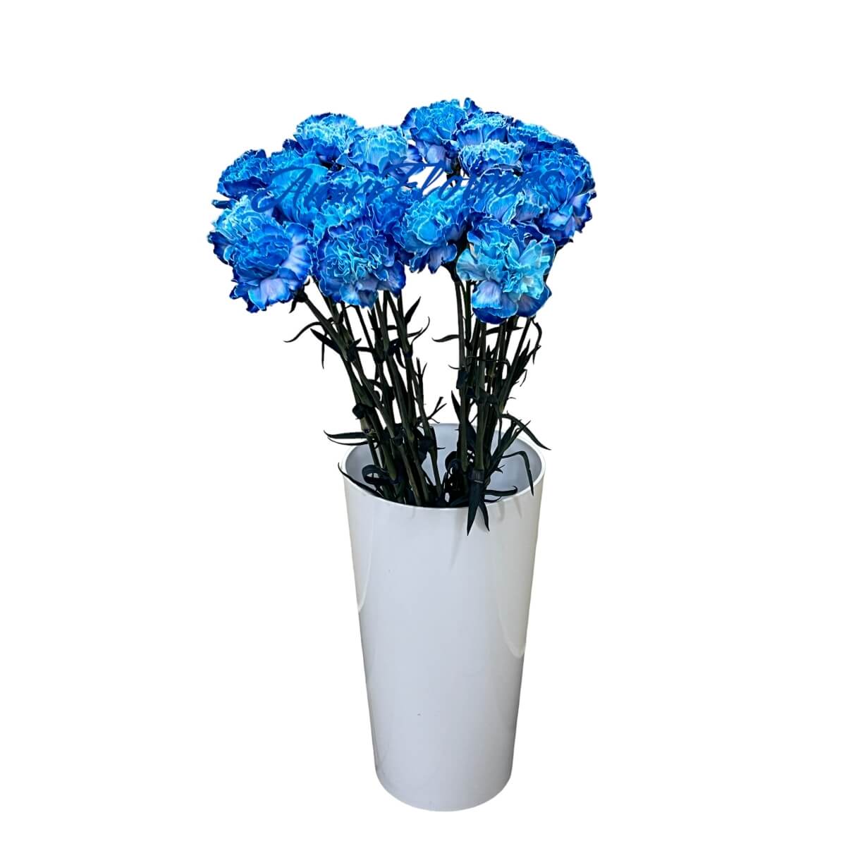 Dianthus blue