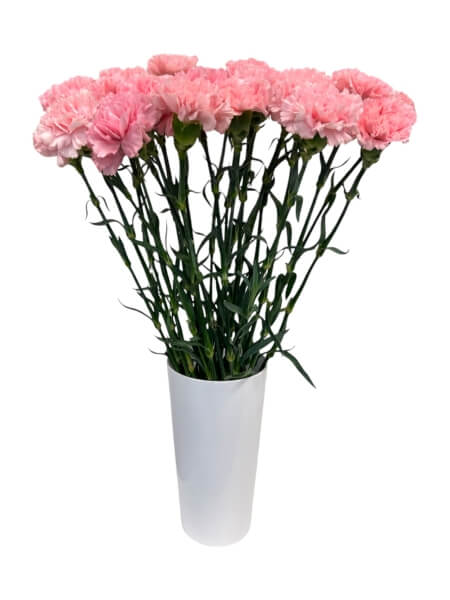 Гвоздика розовая