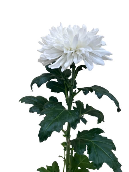 Krüsanteem suureõieline valge