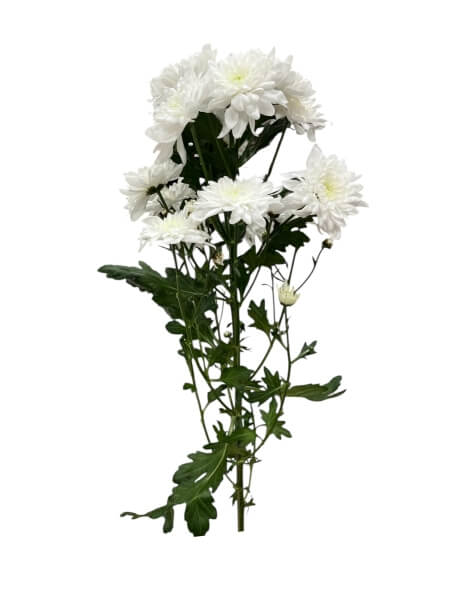 Krüsanteemi oks valge "L-9"