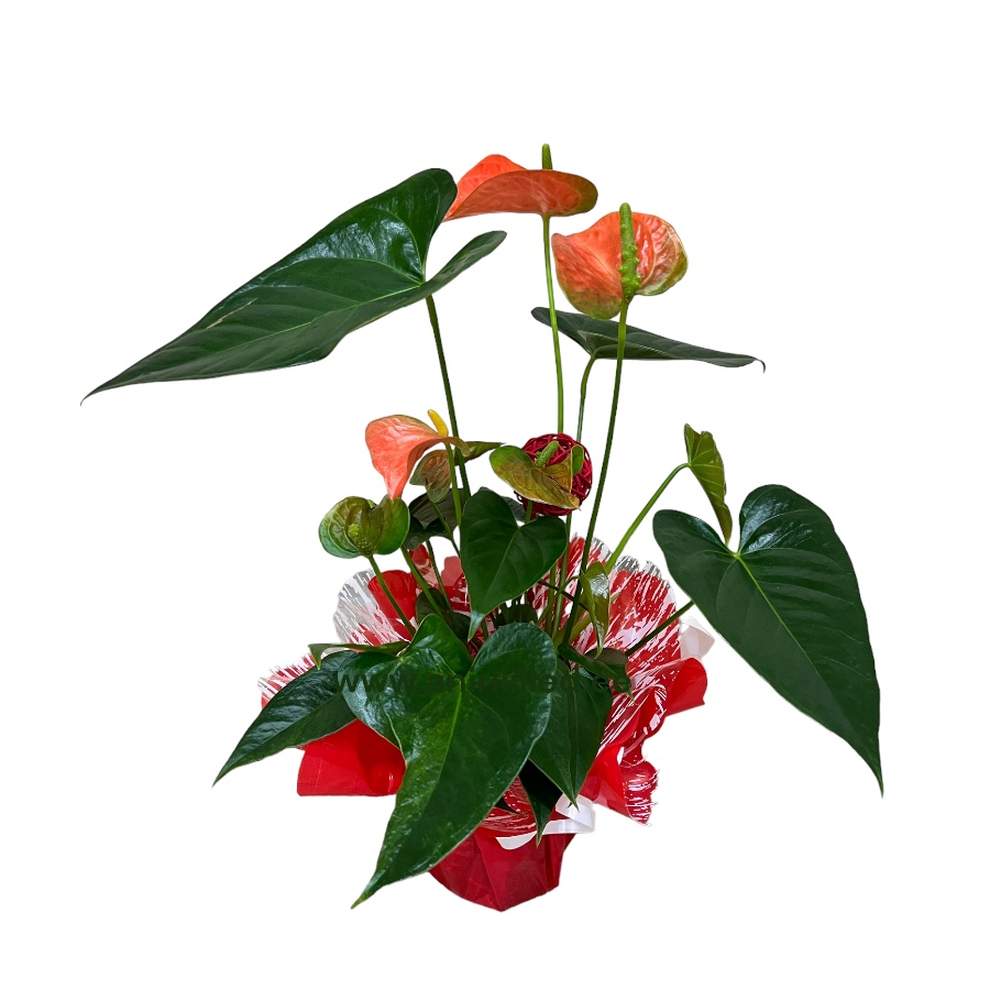 Anthurium potitaim / Flamingolill dekoreeritud