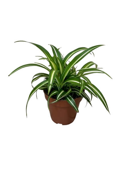 Chlorophytum potis