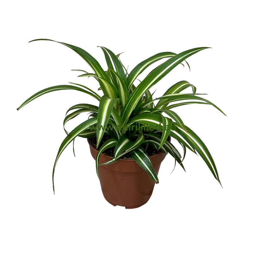 Chlorophytum potis